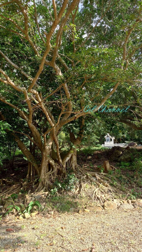 尖閣神社と木