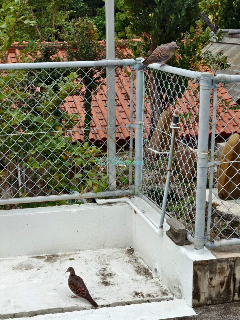 天久宮と鳩