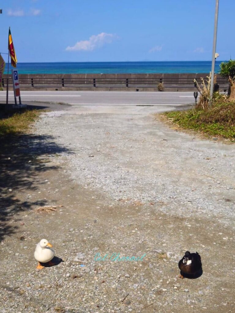ラッキーランカ コールダックと海