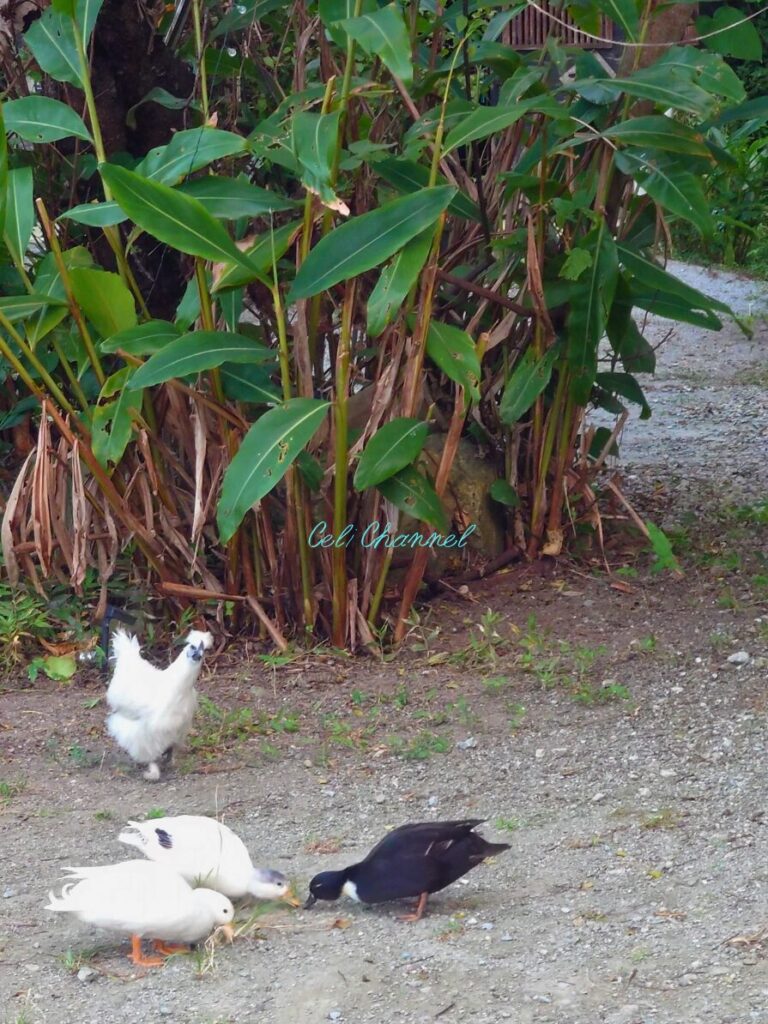 ラッキーランカ ペット