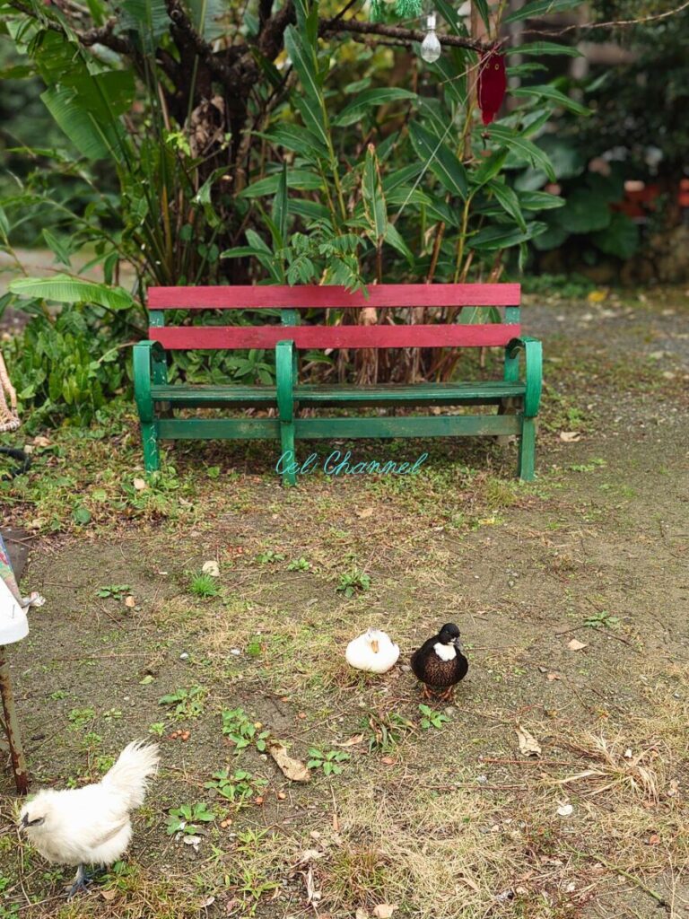 ラッキーランカ ペットの烏骨鶏とコールダック