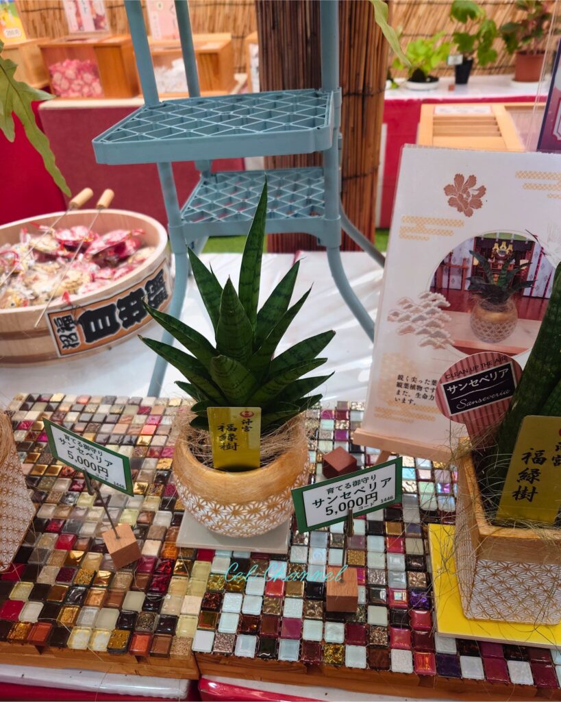 沖宮　観葉植物