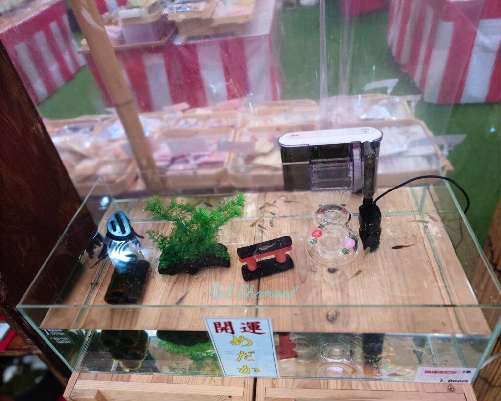 沖宮　メダカ