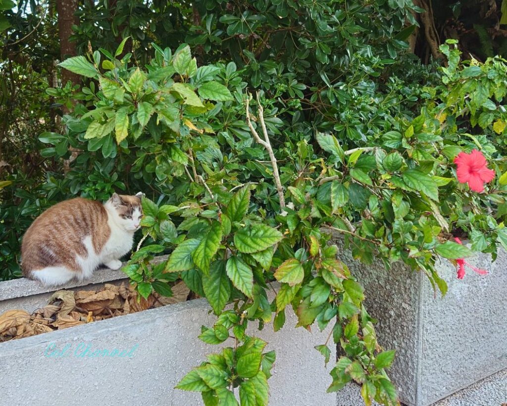 園比屋武御嶽石門の近くでくつろぐ猫