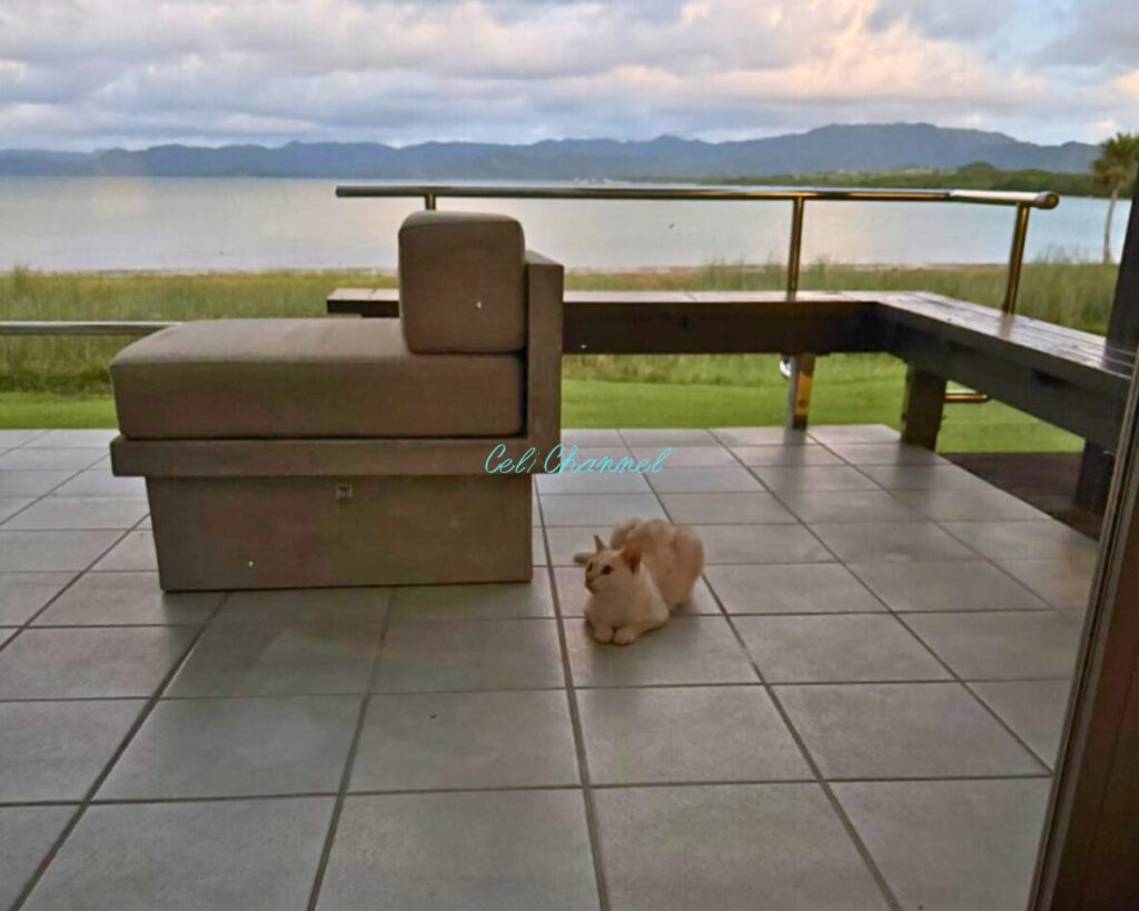 はいむるぶし オーシャンビューバススイート 猫のお客さん