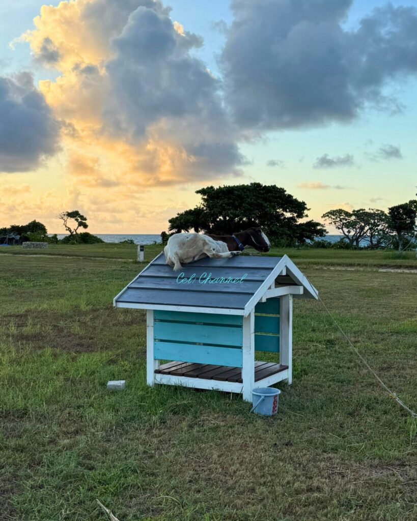 はいむるぶし やぎ