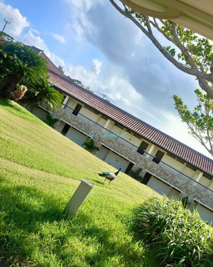 はいむるぶし 孔雀