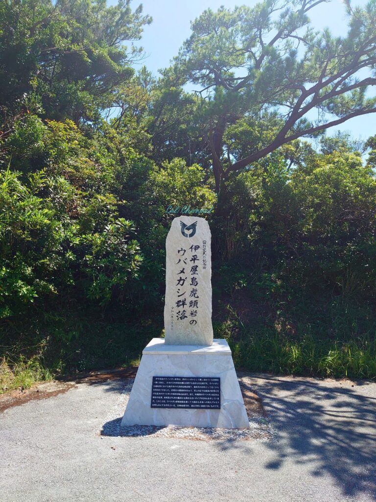 伊平屋　ウバメガシ