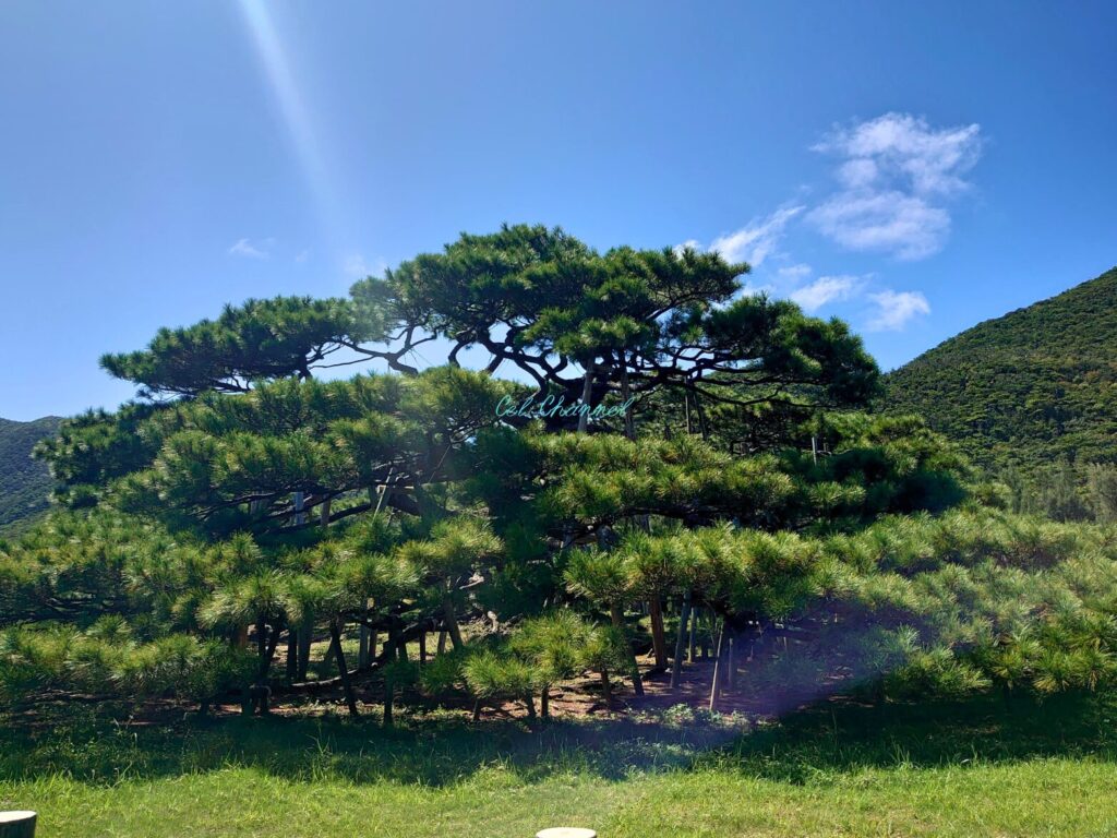 念頭平松　リュウキュウマツ