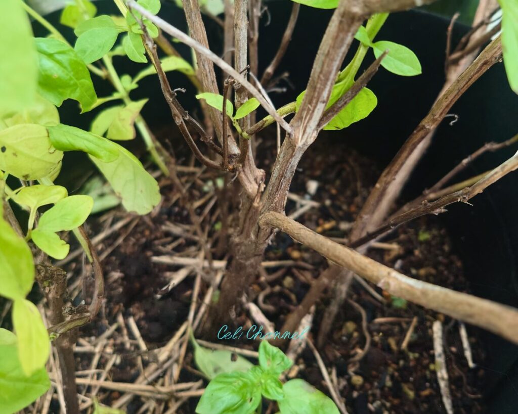 木質化したバジル
