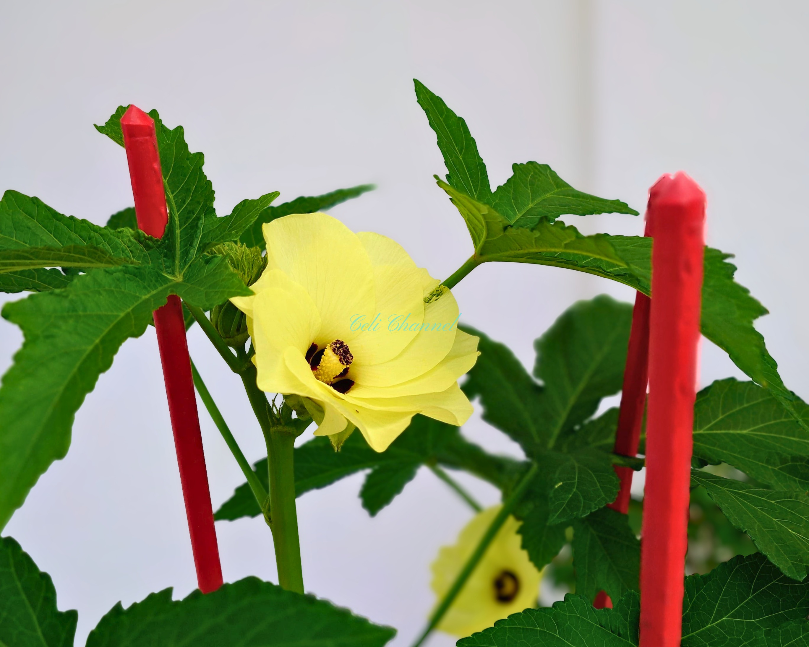 オクラの花　沖縄でのプランター栽培